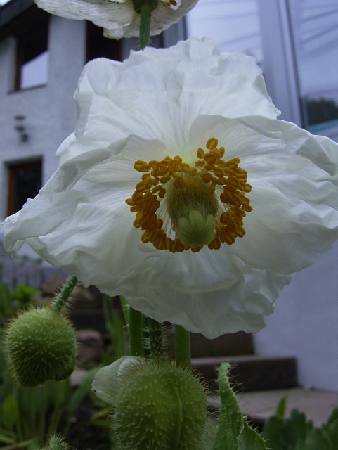 M. betonicifolia alba