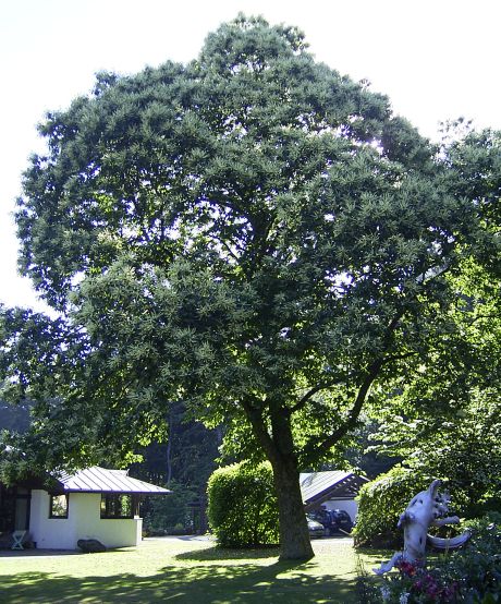 Castanea sativa