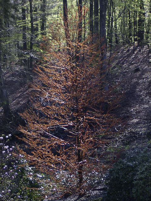 Cercidiphyllum japonicum