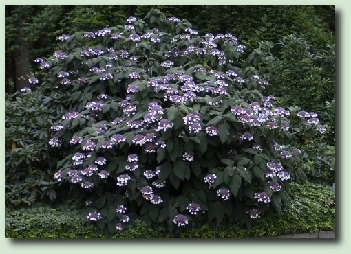 Hydrangea aspera macrophylla