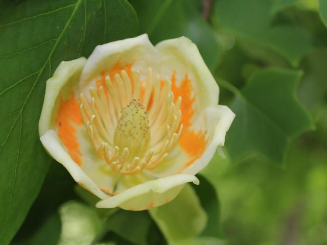 Liriodendron