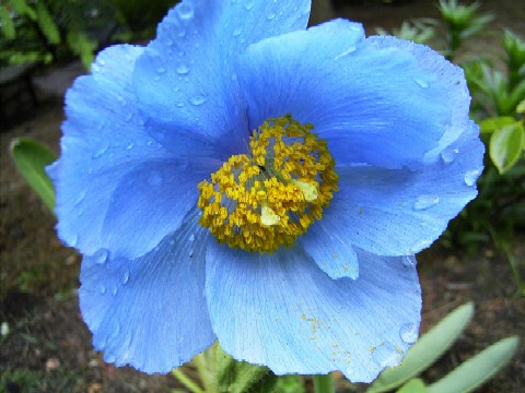 Meconopsis x sheldonii