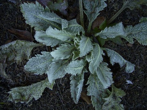 Meconopsis napaulensis