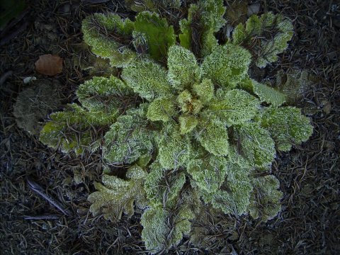 Meconopsis paniculata