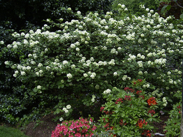 Viburnum plicatum