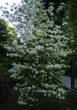 Cornus florida 'Cloud nine'