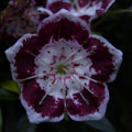 Kalmia latifolia'