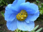 meconopsis