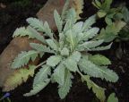 Meconopsis regia